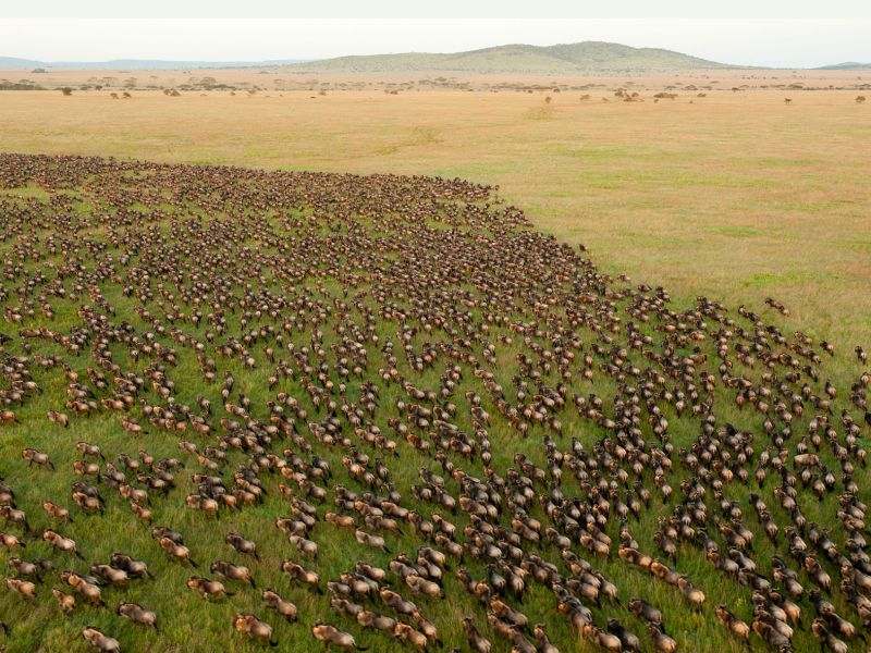 Serengeti National Park - Image 1