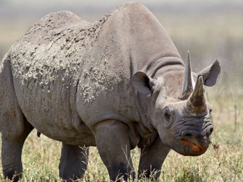 Ngorongoro Conservation Area