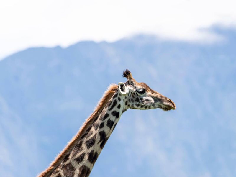 Arusha National Park
