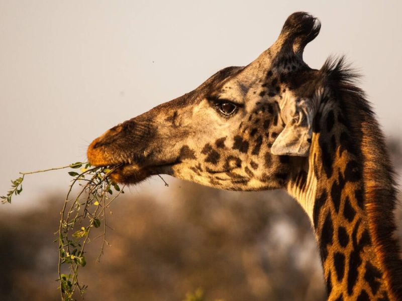 Katavi National Park