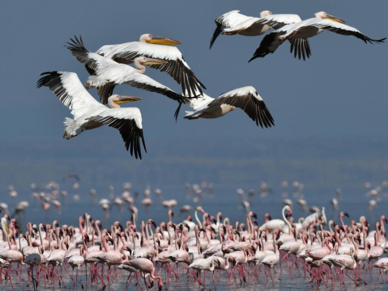 Lake Natron